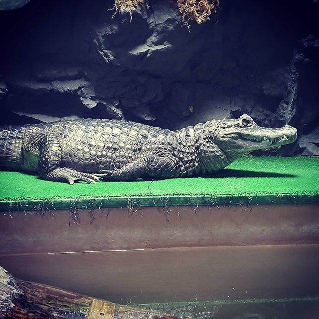 Herpetological Center The Reptile Jungle