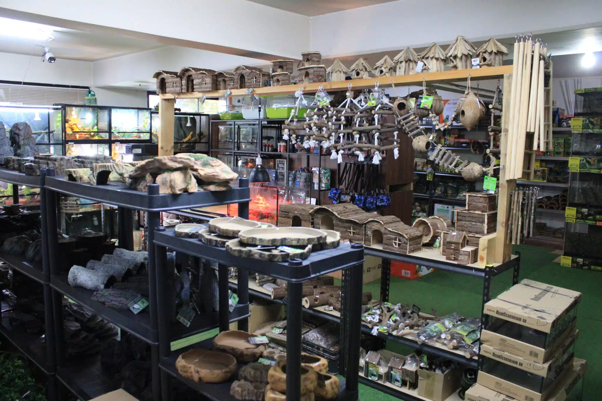 Online 2024 reptile store