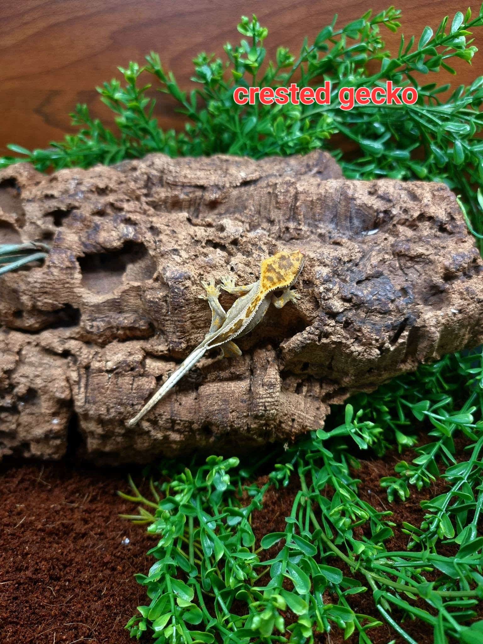 Available Reptiles & Amphibians – The Reptile Jungle