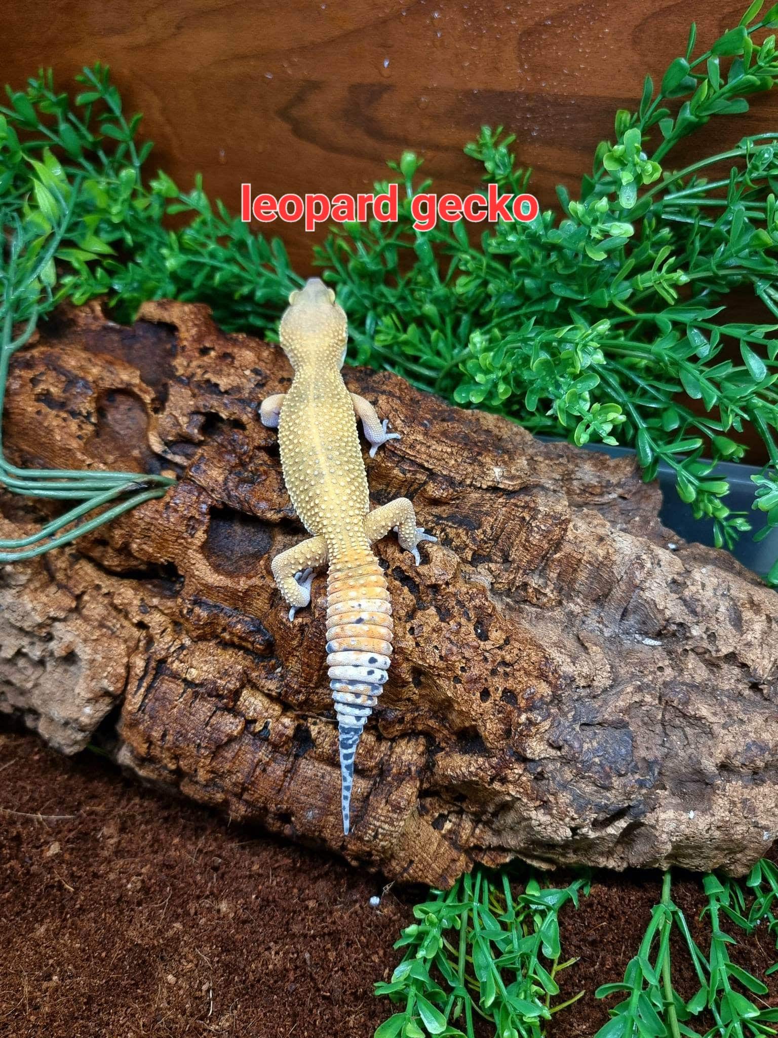 Available Reptiles & Amphibians – The Reptile Jungle