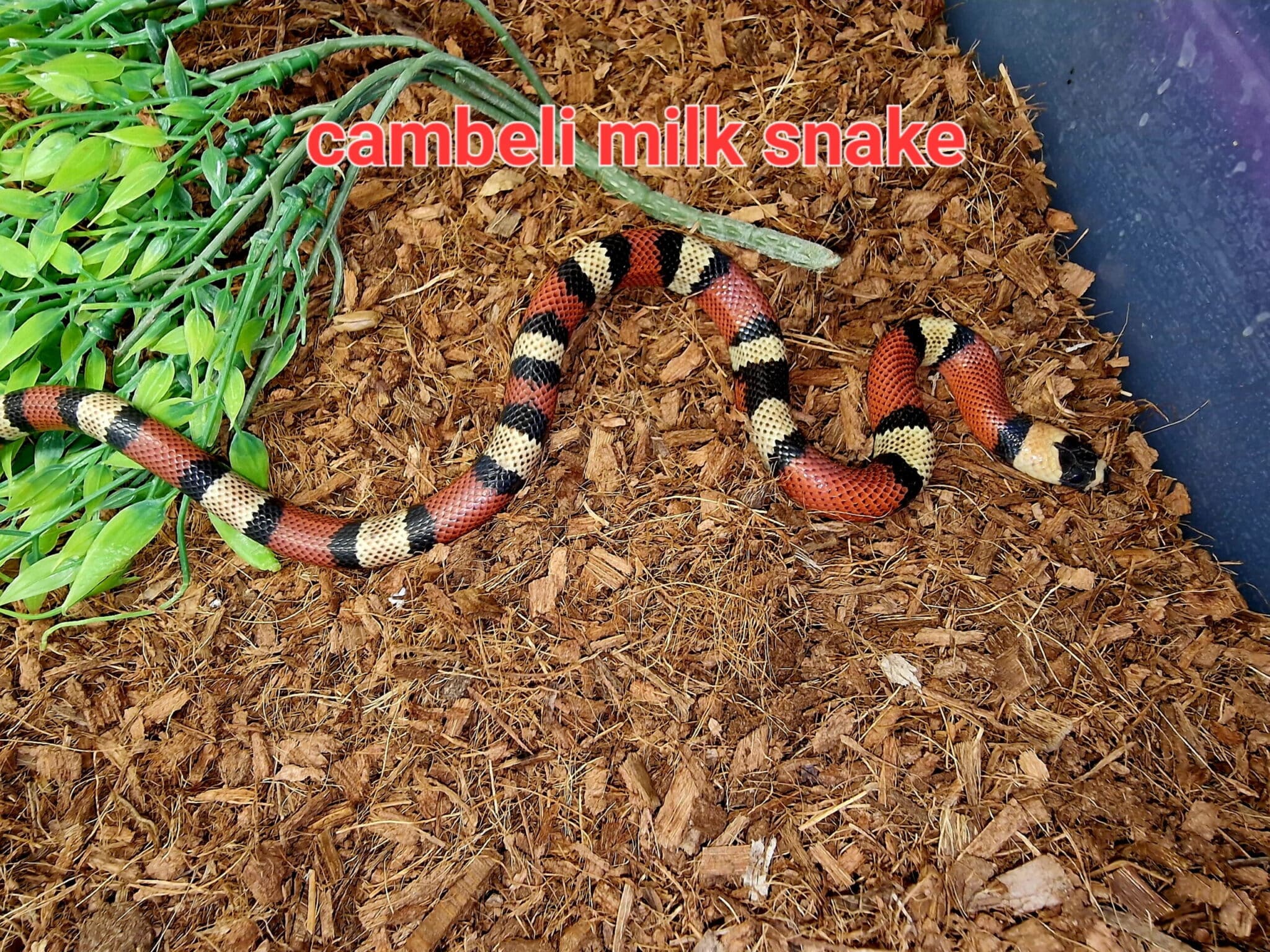 Available Reptiles & Amphibians – The Reptile Jungle