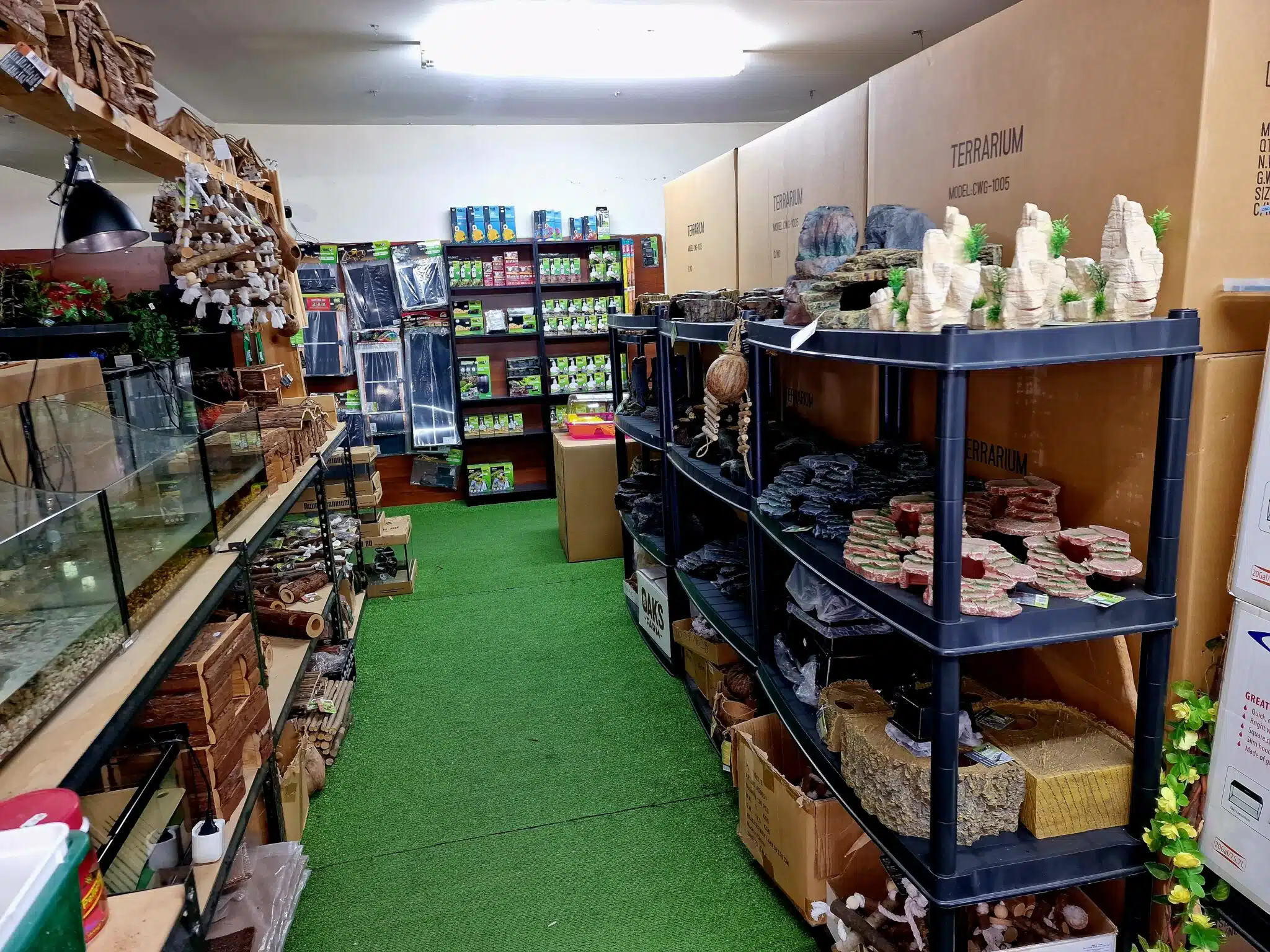 Jungle best sale reptile store