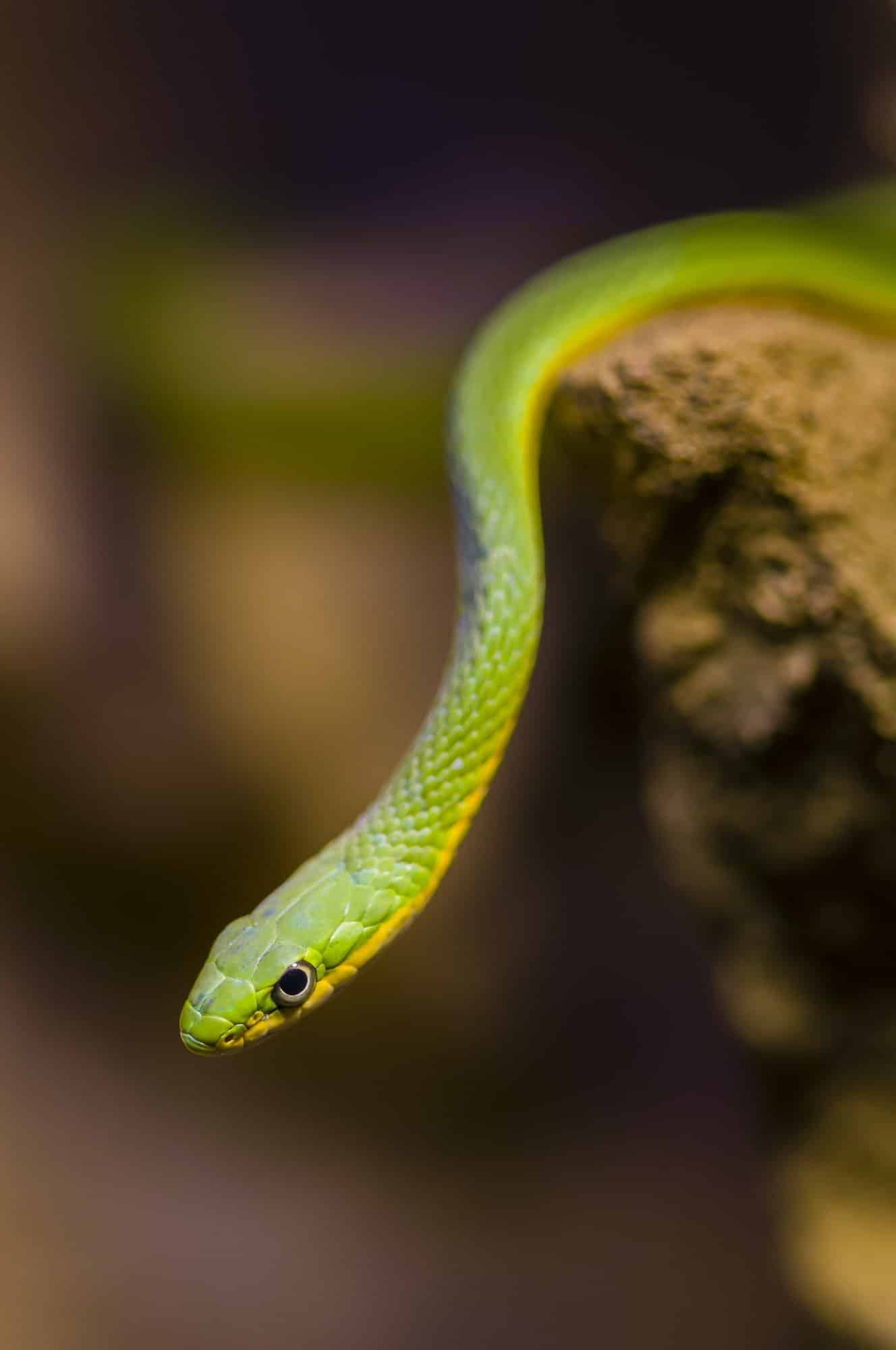 Hanging green snake