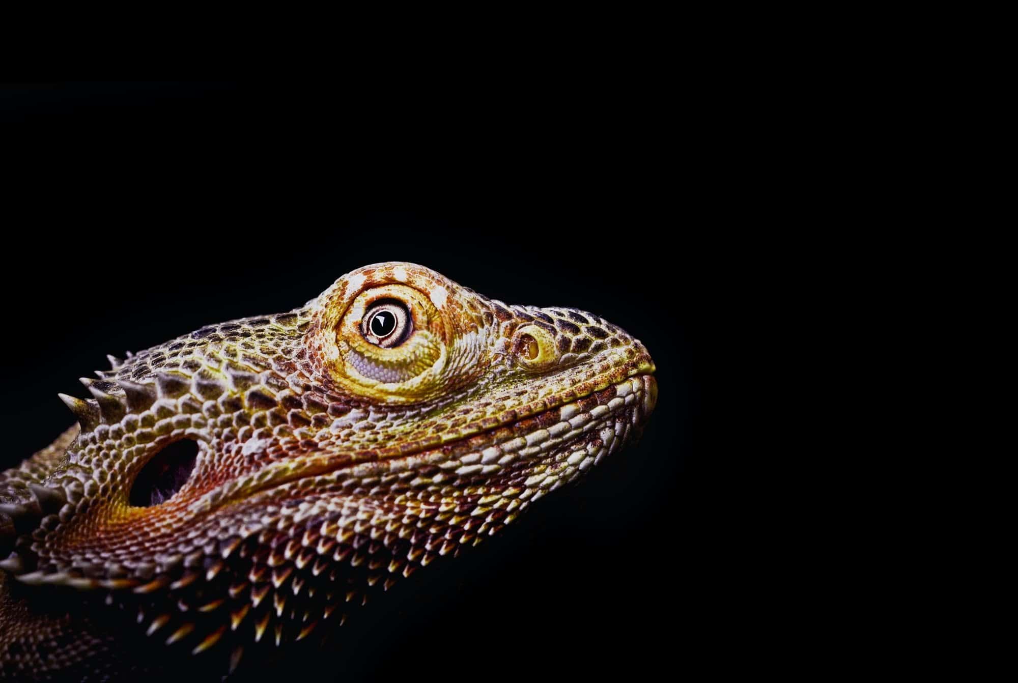 Lizard Close Up