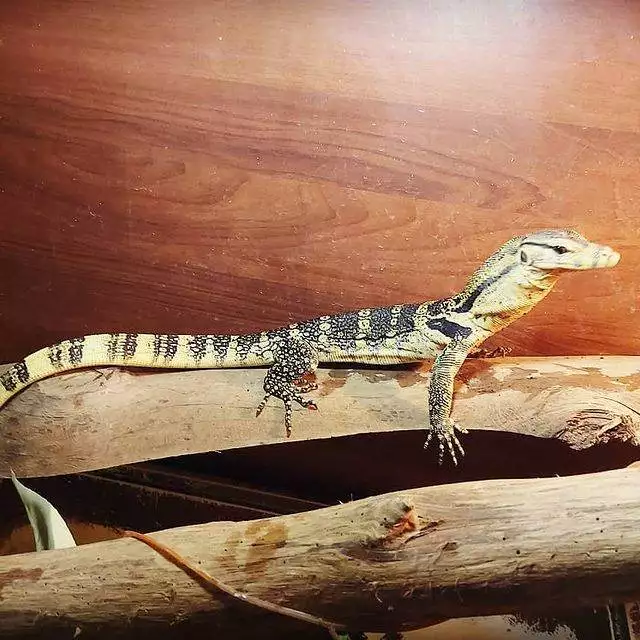 pet_shop_in limassol_cyprus_reptile_shop_pet supplies_1