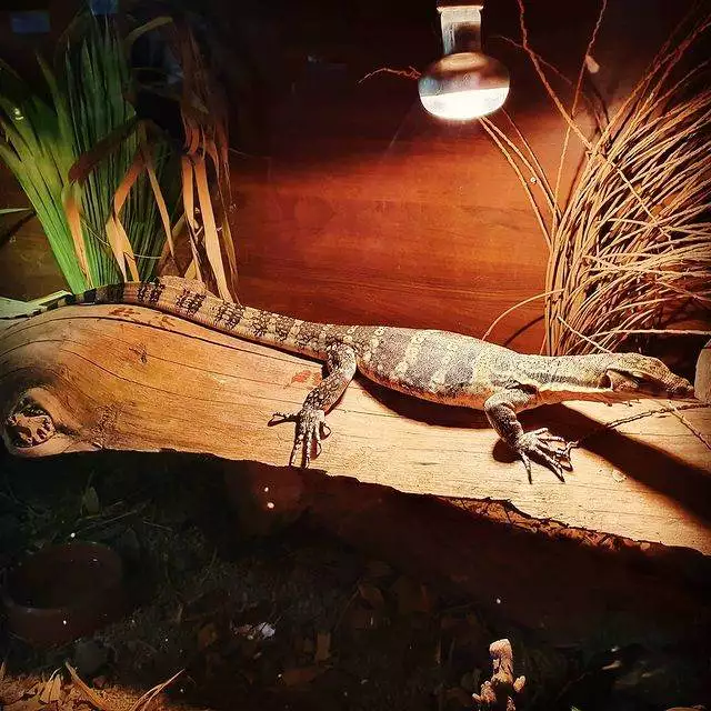 pet_shop_in limassol_cyprus_reptile_shop_pet supplies_14