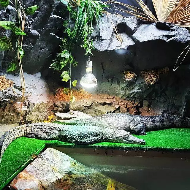 pet_shop_in limassol_cyprus_reptile_shop_pet supplies_20