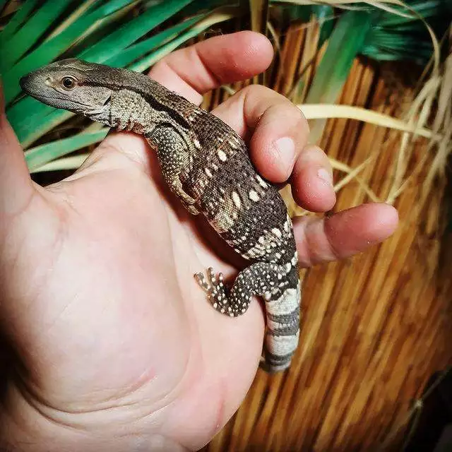 pet_shop_in limassol_cyprus_reptile_shop_pet supplies_3