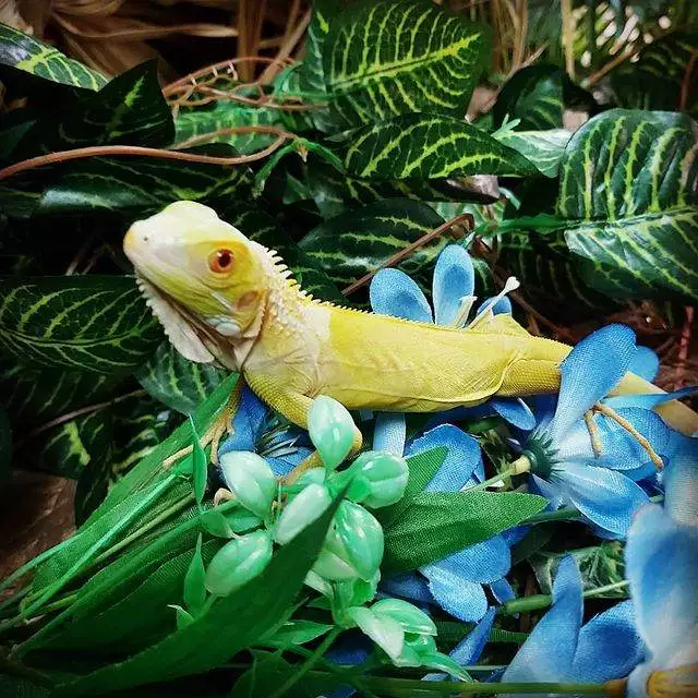 pet_shop_in limassol_cyprus_reptile_shop_pet supplies_4