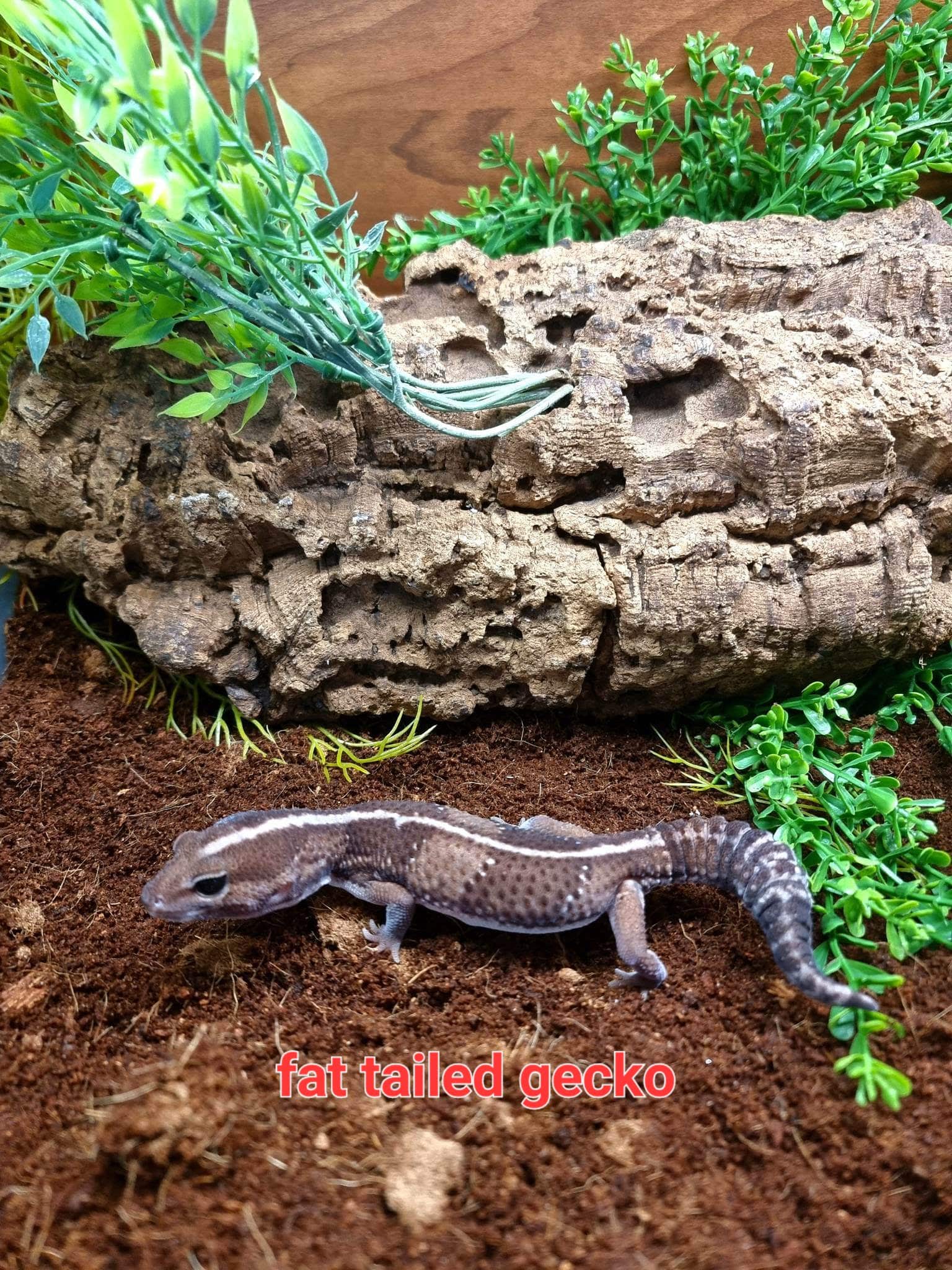 Available Reptiles & Amphibians – The Reptile Jungle